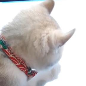 パソコンで作業をしていると、『子猫』がやってきて…全然進められない光景に笑う人が続出「マジで怒れないかわいさw」「邪魔されたい」