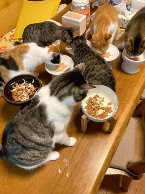 集まってごはんを食べる猫たち