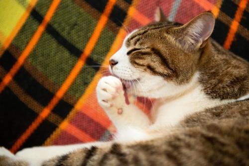 毛づくろい猫