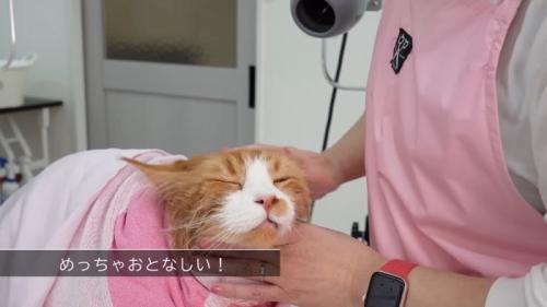 めっちゃおとなしい！