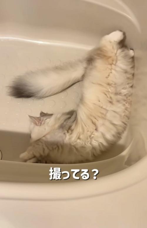 バスタブの中で寝転がる姉ミヌエット