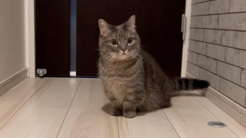 不安そうな猫