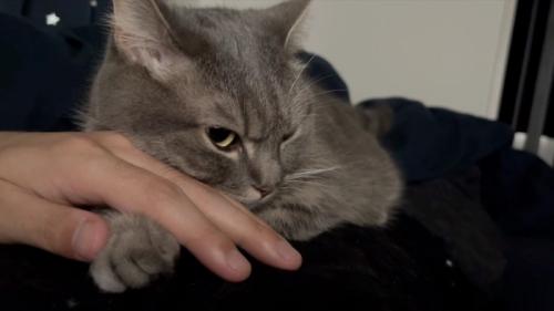 目が覚めた猫