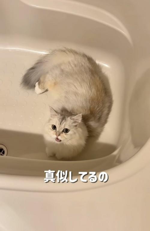 バスタブの中で鳴く姉ミヌエット