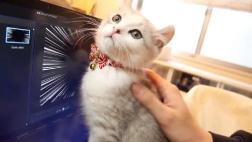 パソコン画面前で胸を張る子猫