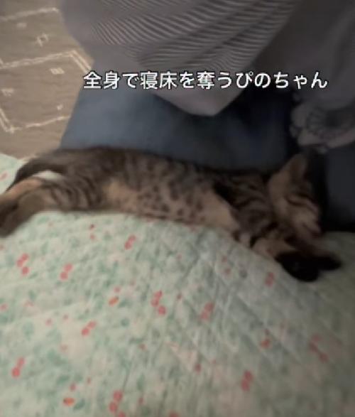 熟睡する猫