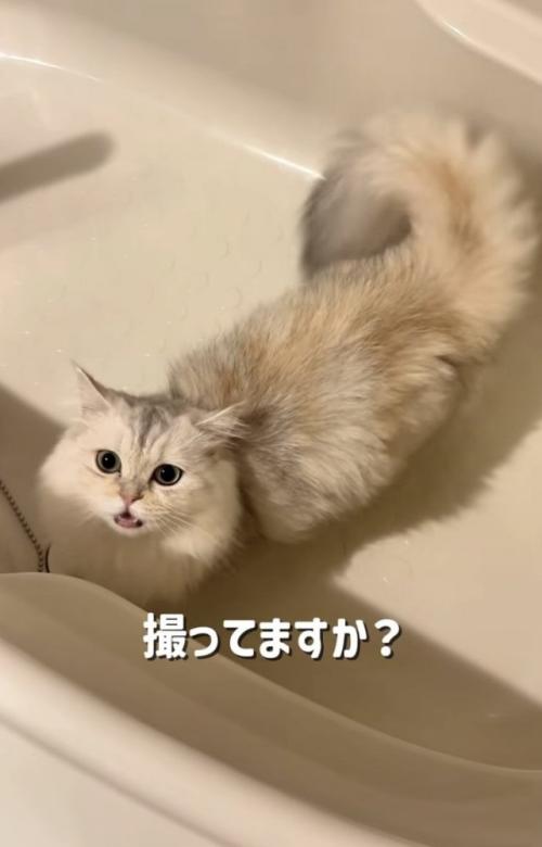 バスタブの中で鳴く姉ミヌエット