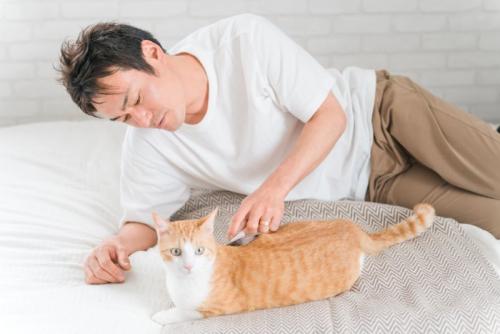 家のベッドで猫のブラッシングをする飼い主