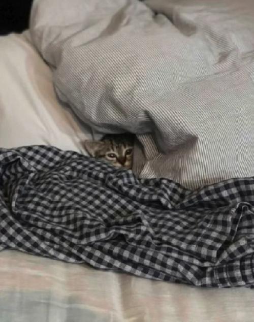 見つめる猫