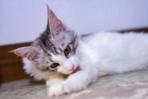 前足を舐める猫