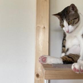 『運動音痴な猫』が起こしやすい行動3つ 事故やトラブルを防ぐための対策方法まで