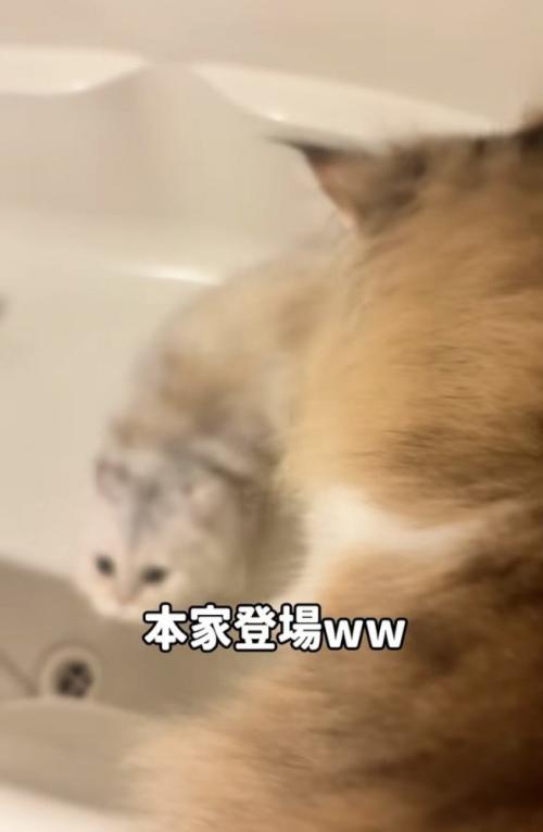 バスタブの縁に乗る妹ミヌエットとバスタブから逃げる姉ミヌエット