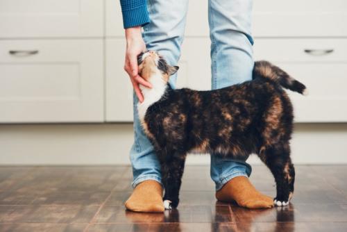 足元の猫をなでる