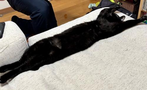 長く伸びる猫