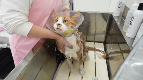 見上げる姿