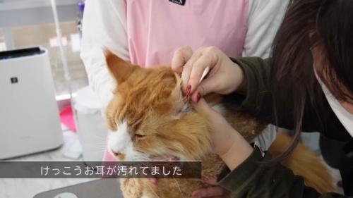耳掃除