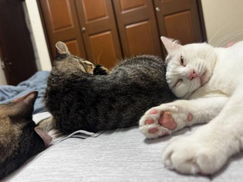 キジトラ猫の体に頭を乗せる白猫