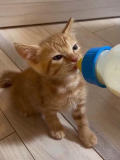 ミルクを飲む子猫