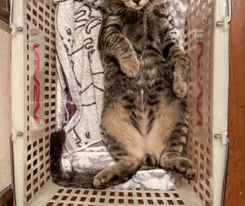 カゴの中で仰向けになっているキジトラ猫の体