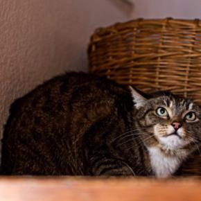 猫にとっては迷惑な『余計なお世話』6選　実は嫌がられている？適切な関わり方とは