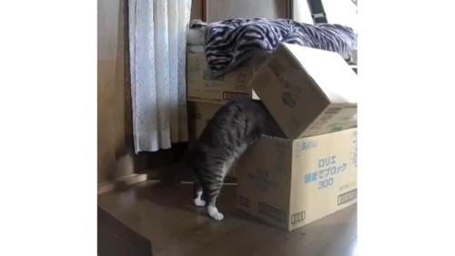 猫と段ボール