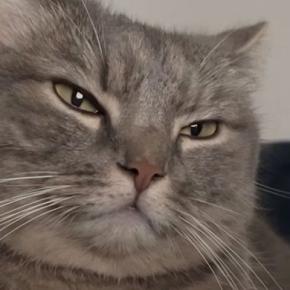 パパと一緒に『ベッドでくつろぎ始めた猫』→手を目の前に出されると…尊すぎる光景に「マジ愛おしい」「キュンキュンするわ」と悶絶の声続出