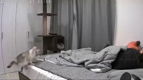 飼い主がくつろぐベッドに飛び乗る猫