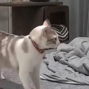 近づいてきた猫→飼い主に向かって突然『ハッハーン』と…『驚きの瞬間』が56万再生「主の反応までかわいい」「想像以上に言ってるww」