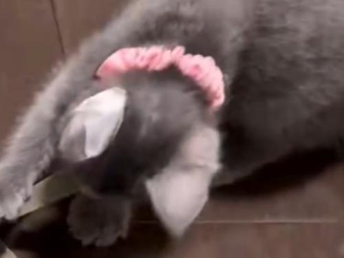 紐を引っ張る子猫(首輪:ピンク/以下:ピンク)