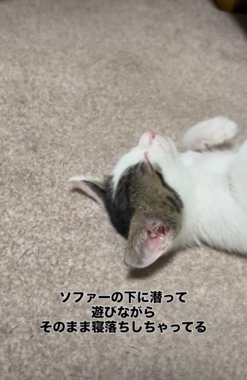 眠る子猫の寝顔