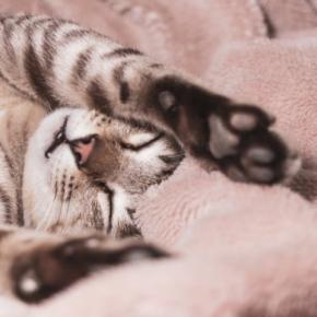 猫が『リラックス』できているサイン6つ 安心して過ごしてもらうための秘訣まで