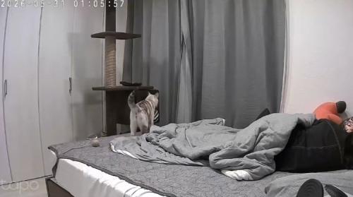 飼い主がくつろぐベッドに乗る猫
