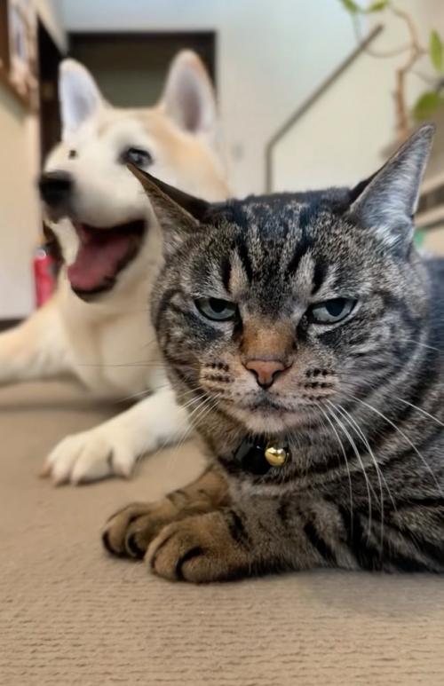 笑顔の犬と不機嫌そうな猫