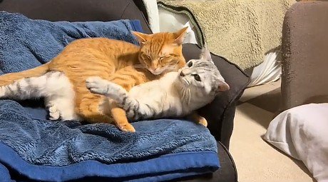 サバトラ猫を羽交い絞めにする茶トラ猫
