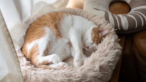ベッドで寝る猫