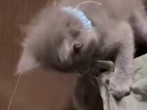 紐に噛みつく子猫(首輪:水色/以下:水色)