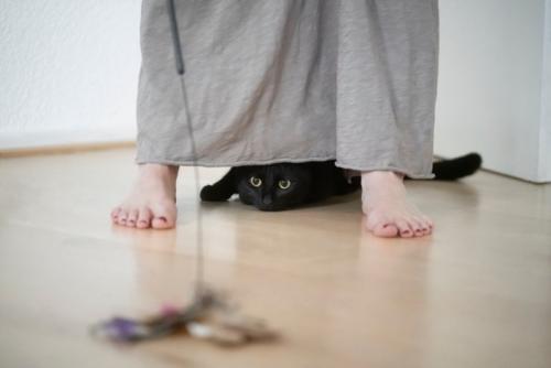 足元で遊ぶ猫
