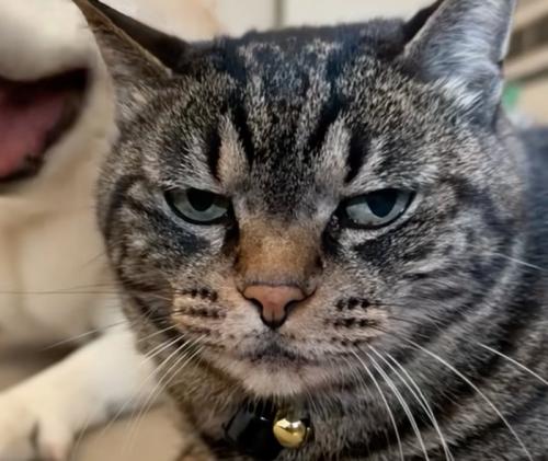 不機嫌そうな猫のアップ