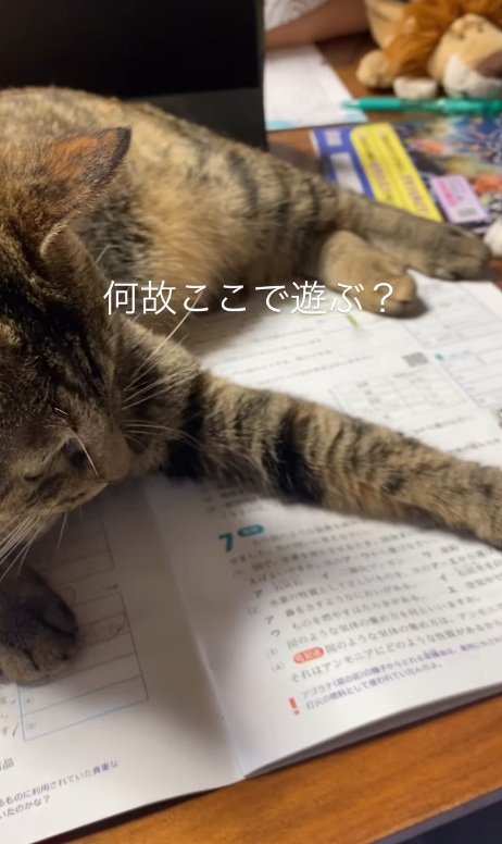 問題集に乗る猫
