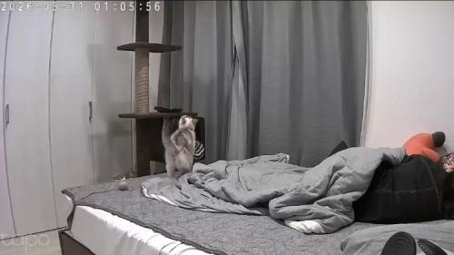 キャットタワーを見上げる猫