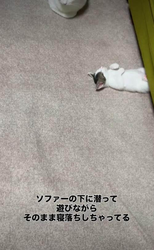 ソファの下に挟まった子猫
