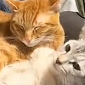 兄猫に抱きしめられた妹猫→離れようとした結果…想像以上に『愛が重すぎる様子』が85万再生「最後笑ったw」「茶トラは甘えん坊多いよねw」