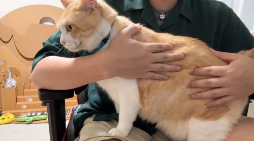 膝の上に乗っている猫
