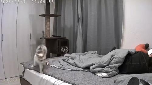 飼い主がくつろぐベッドの上を駆ける猫