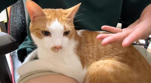 膝の上に乗っている猫