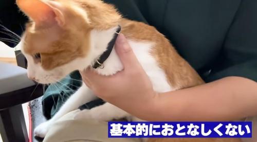 膝の上から降りようとする猫