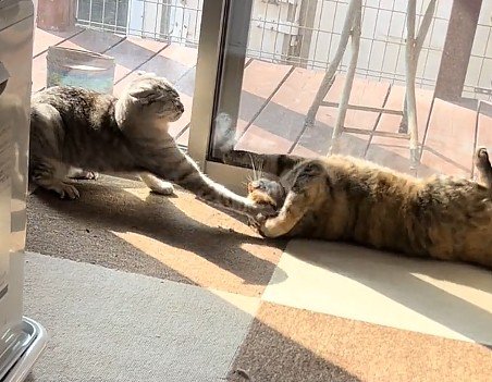ケンカをする2匹の猫