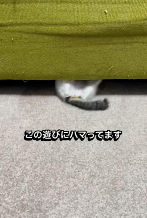 ソファ下に入る子猫