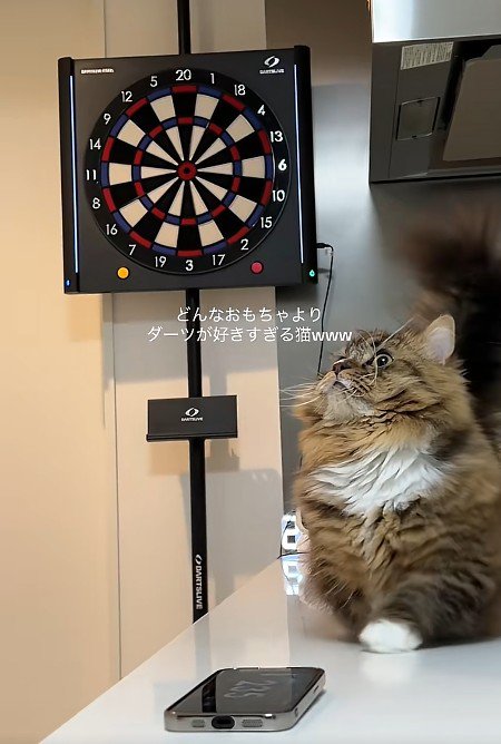 ダーツと猫