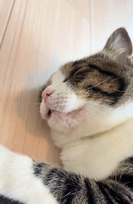 口を少し開けた寝顔